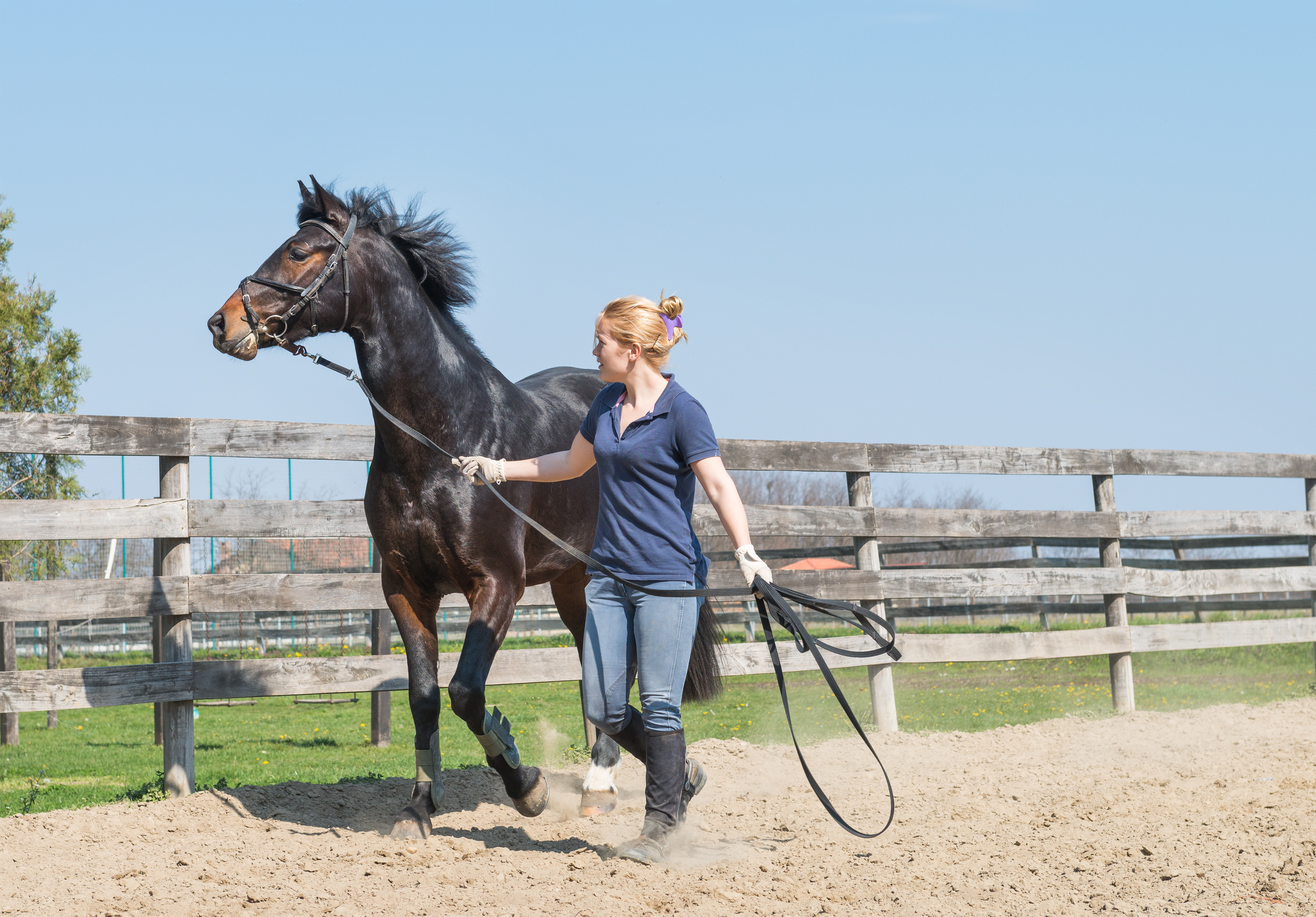 Horse trainer Skills Impact