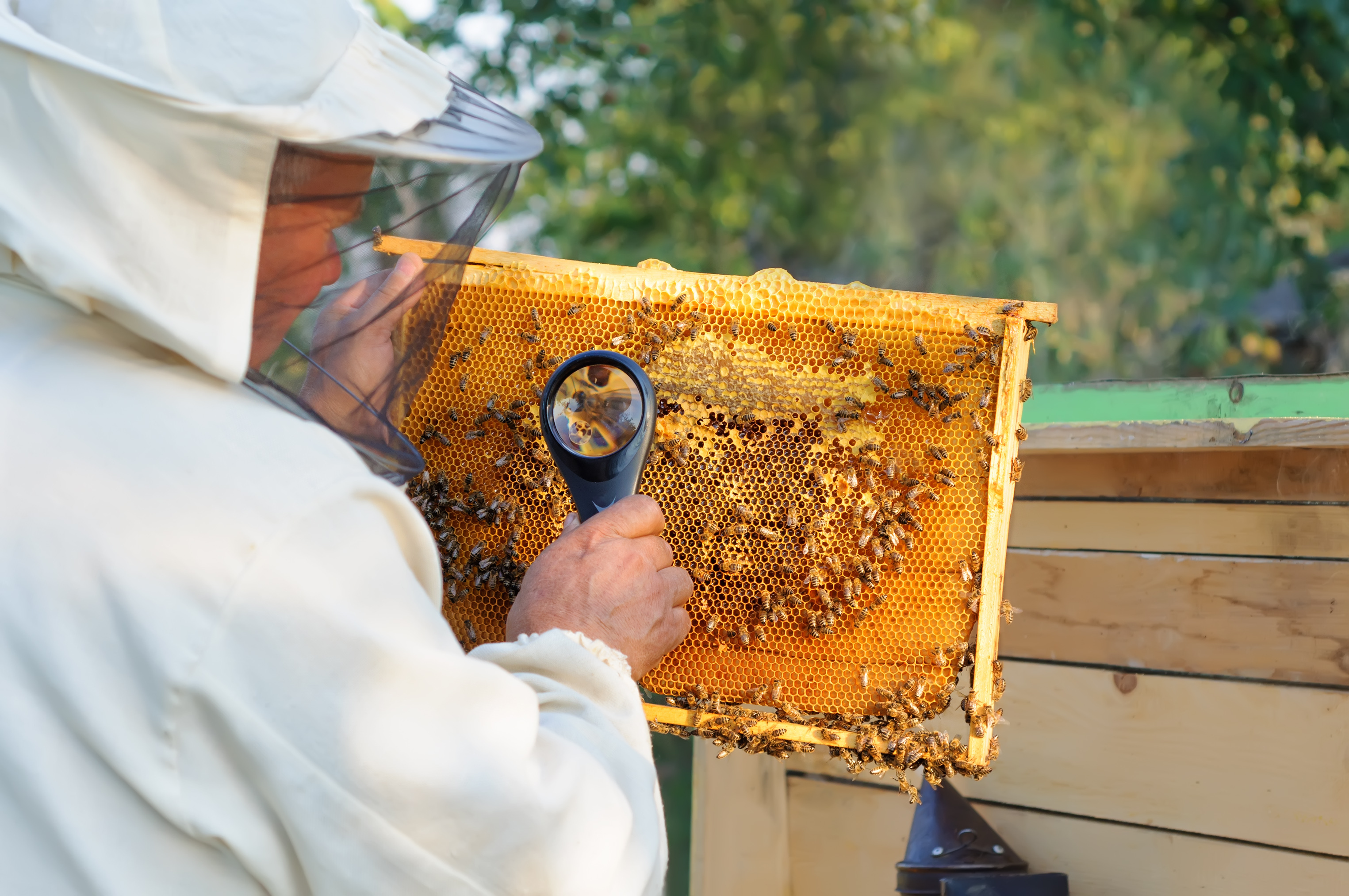 importance-of-apiculture